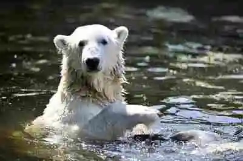 Knut. La historia de un oso famoso