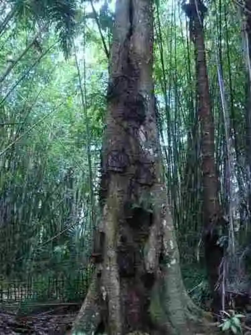 Los Toraja y los árboles de los niños muertos