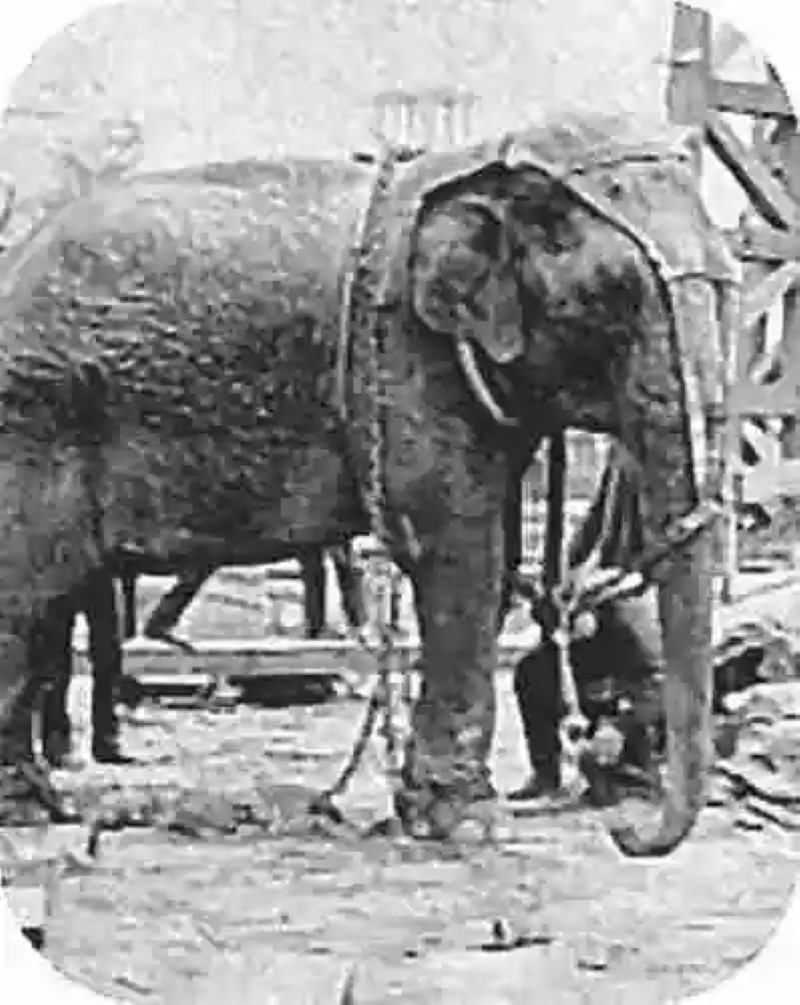 Cuando los elefantes eran condenados a muerte