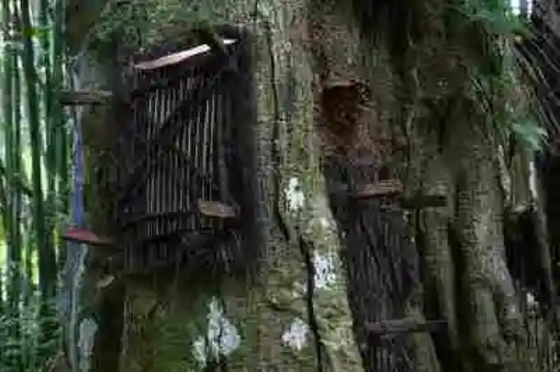Los Toraja y los árboles de los niños muertos
