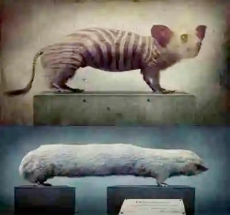 Las criaturas híbridas de Fredrik Ödman