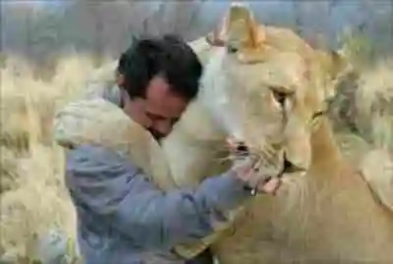 Las compañías peligrosas de Kevin Richardson, el hombre amado por los leones