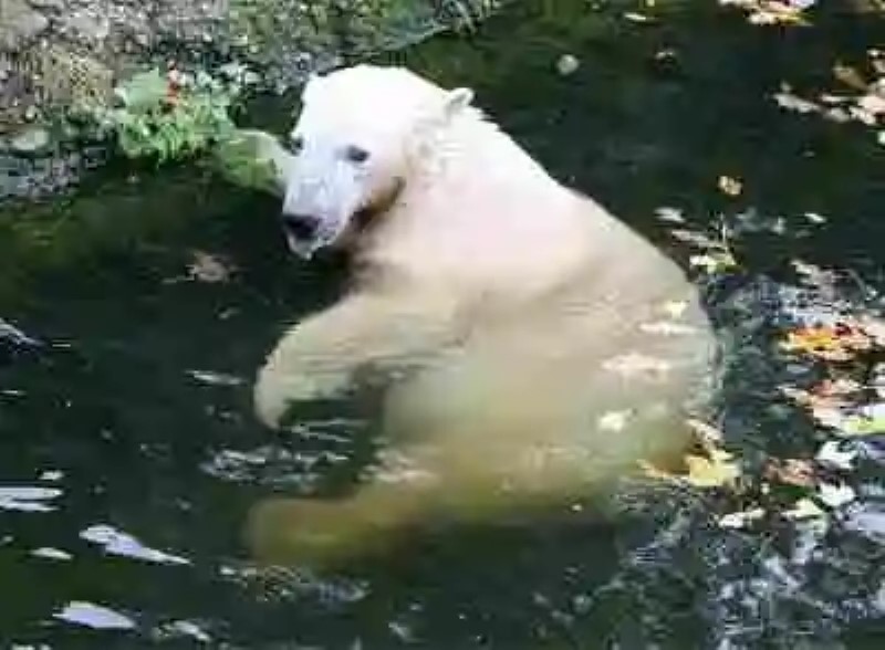 Knut. La historia de un oso famoso