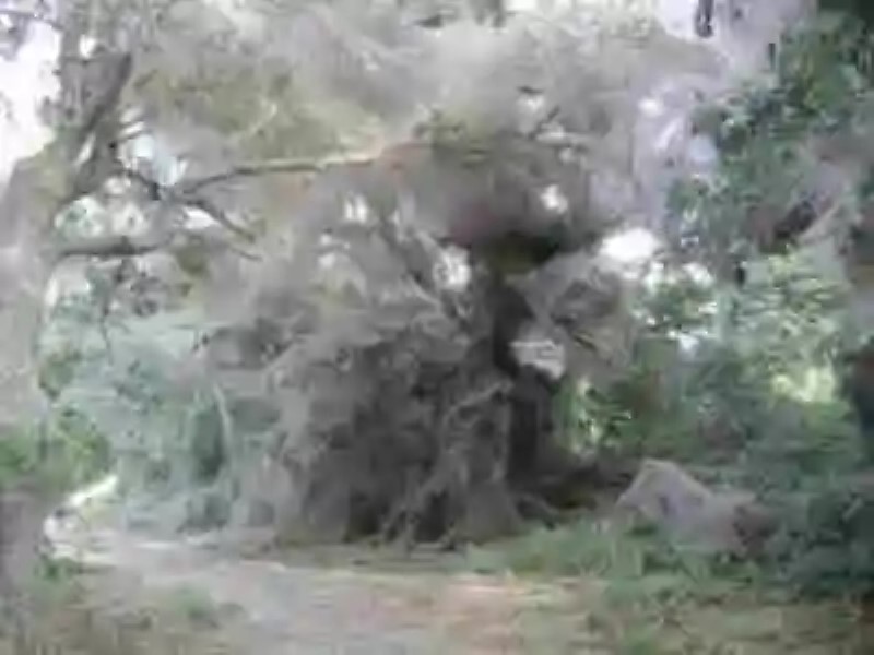 Los árboles de tela de araña y la telaraña más grande del mundo