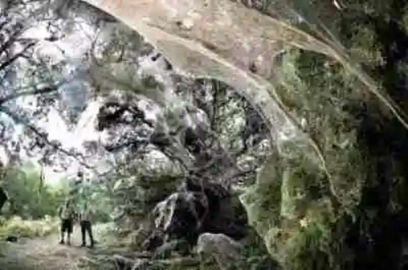 Los árboles de tela de araña y la telaraña más grande del mundo
