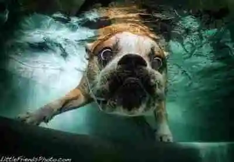 Mascotas bajo el agua