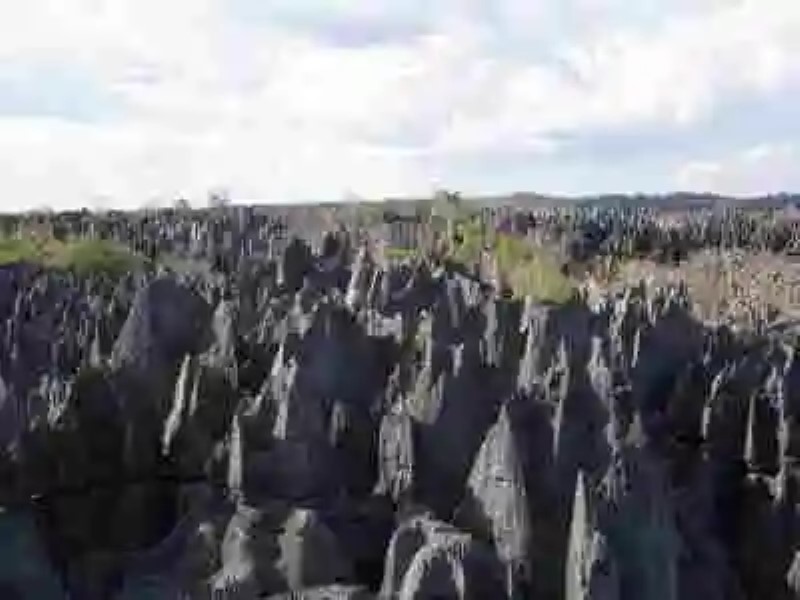 Planeta mágico: El bosque de piedra de Madagascar