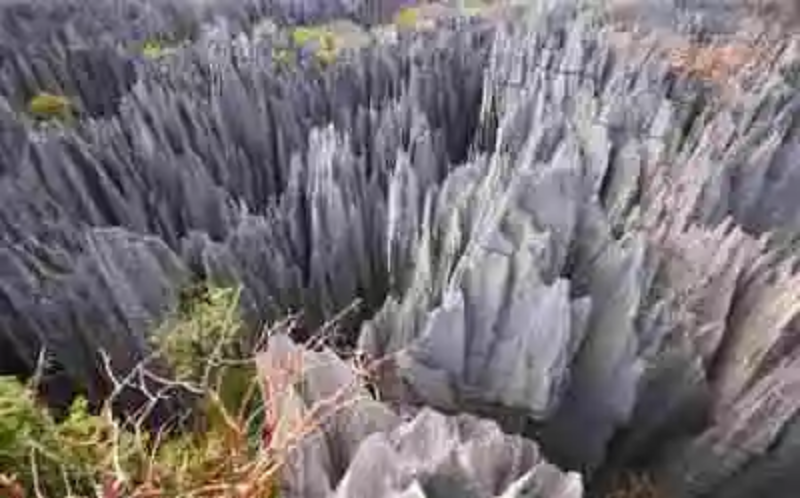 Planeta mágico: El bosque de piedra de Madagascar