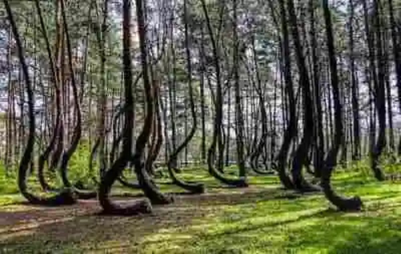 Lugares encantados: el misterioso bosque de Hoia en Rumania
