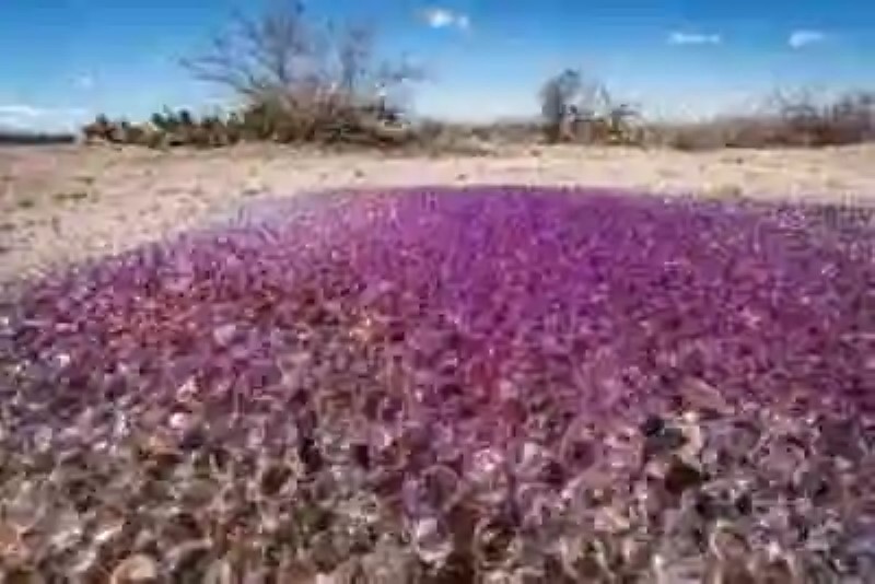 Misteriosas esferas púrpuras se encuentran en los desiertos de California