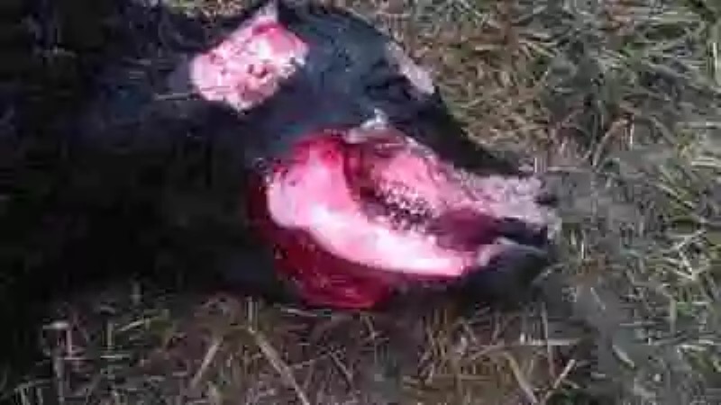 El extraño y macabro fenómeno de la “mutilación animal”