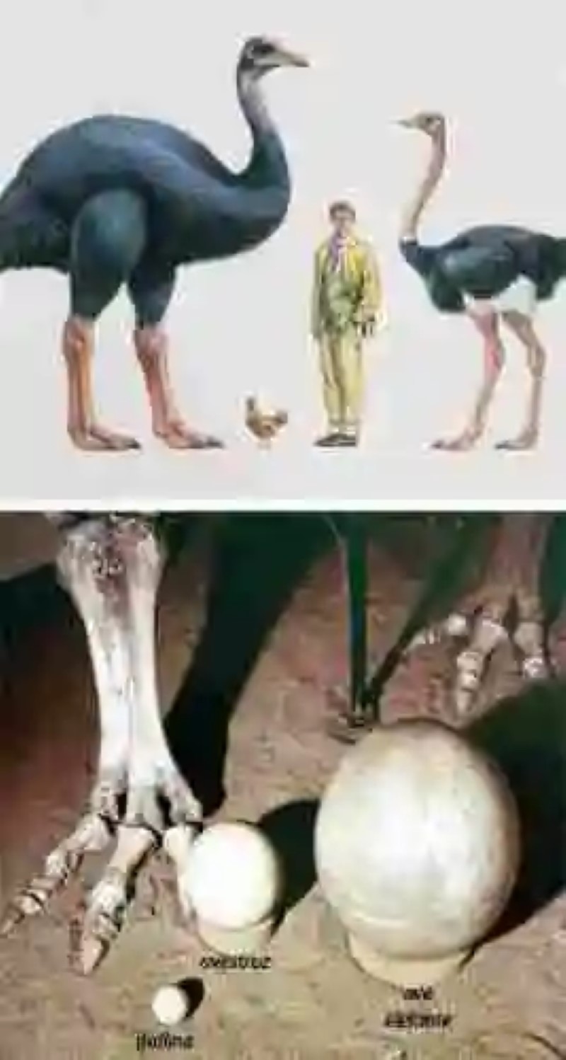 Gigantes de la tierra: animales con los que convivieron los primeros humanos, Parte 1