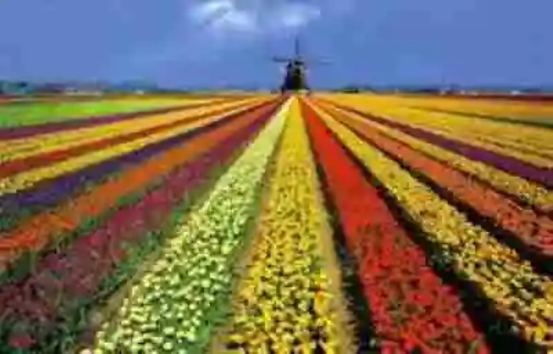 Tulipomanía, la fiebre del tulipán que casi llevó a Holanda a la quiebra