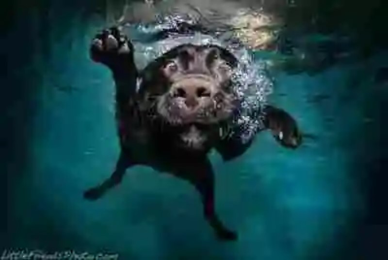 Mascotas bajo el agua