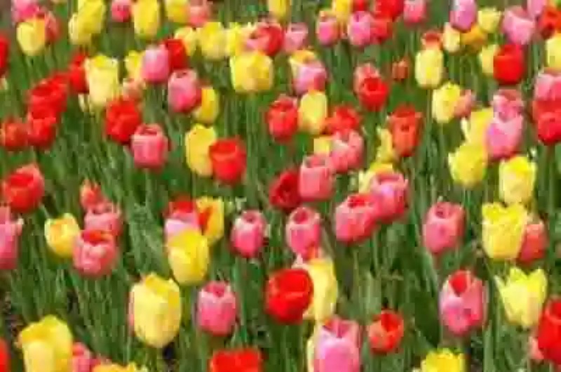 Tulipomanía, la fiebre del tulipán que casi llevó a Holanda a la quiebra