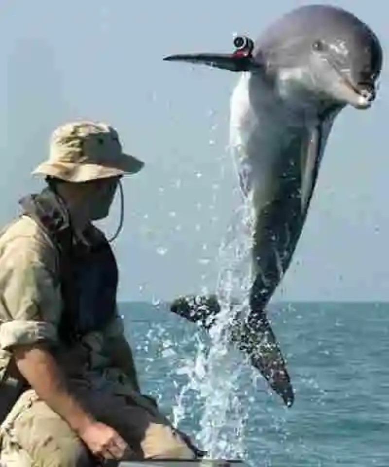 ¿Pelearán los delfines en la próxima guerra?