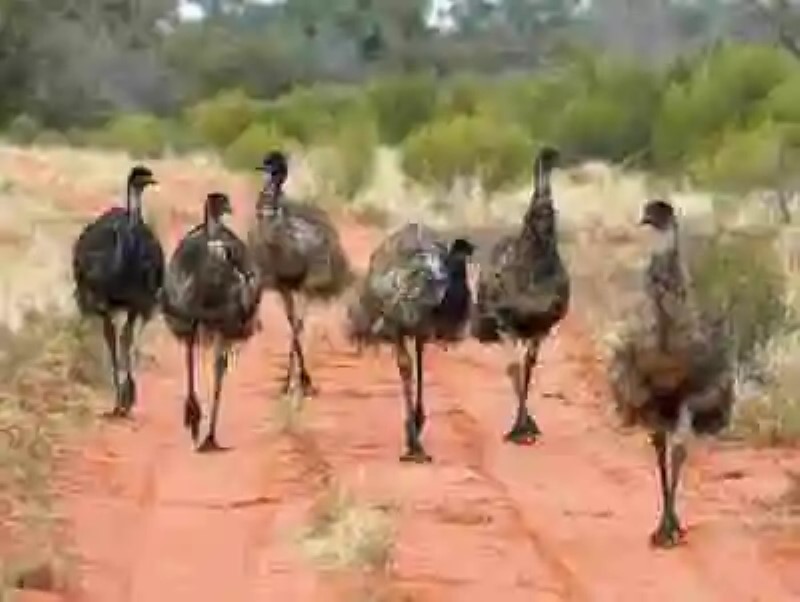 El día que Australia declaró la Guerra al Emú… y perdió