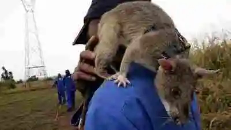 Las ratas gigantes, heroínas de Mozambique