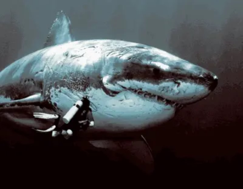 Megalodon: historias del tiburón más temible de la Historia
