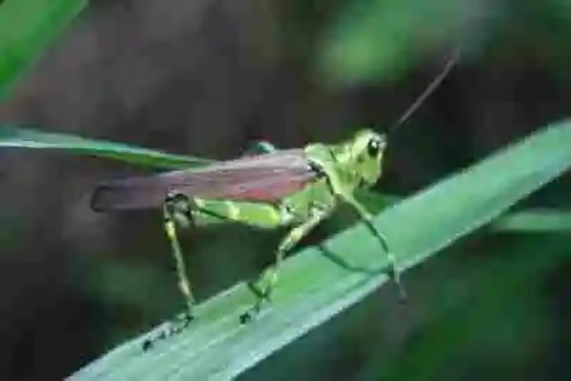 Adaptaciones de los insectos: los saltamontes pueden modificar su canto para ser oídos sobre el tráfico