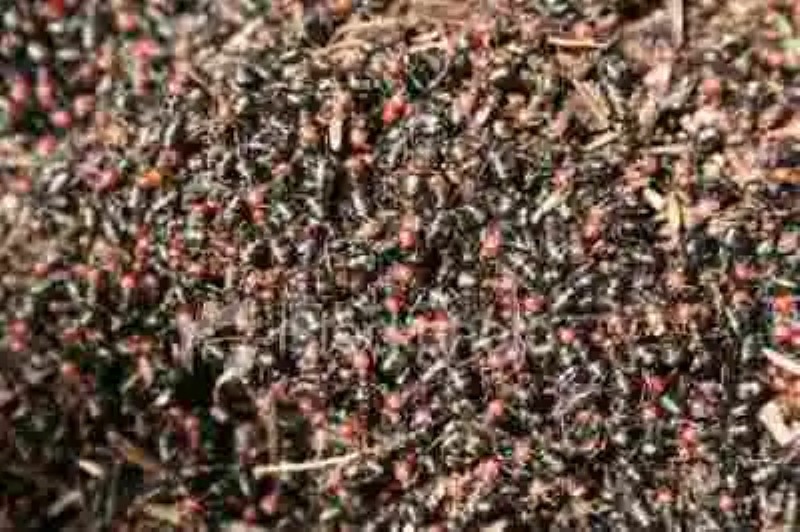 Se encuentran hormigas resistentes a la radioactividad en Polonia