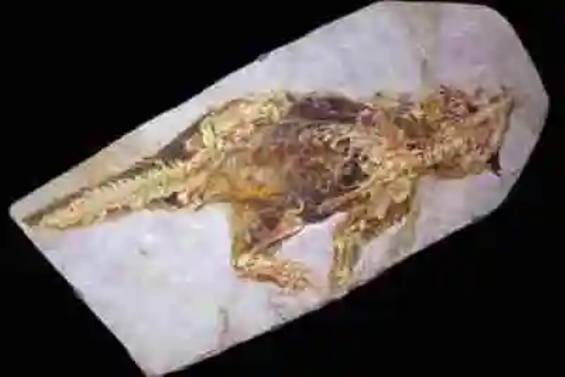 Increíble fósil nos permite conocer por primera vez la pigmentación de los dinosaurios