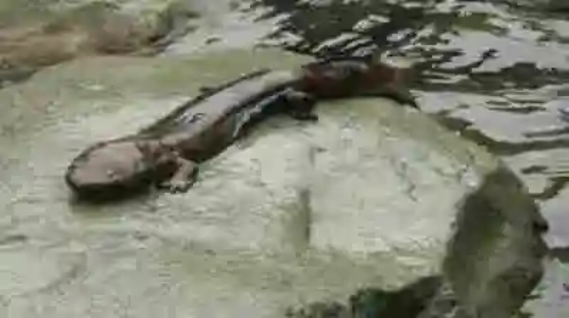 ¿Y si los monstruos de los lagos fuesen salamandras gigantes?