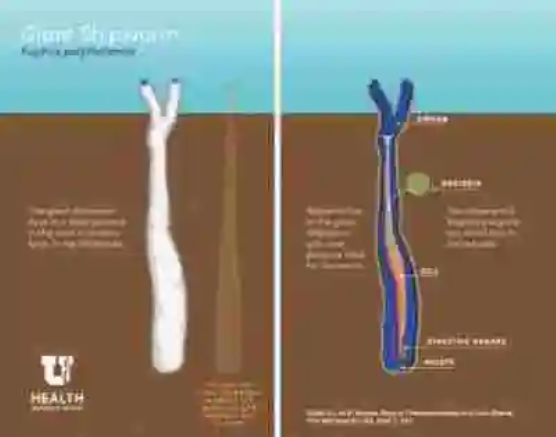 El extraño «gusano de la madera» descubierto en Filipinas