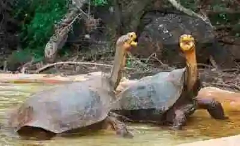 De cómo la eliminación de las ratas en las Islas Galápagos permitió resucitar a las tortugas gigantes