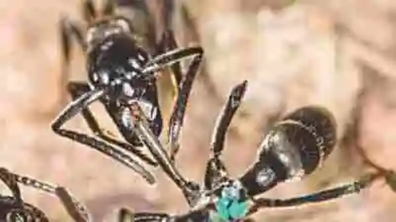 Investigadores descubren que hay hormigas enfermera que cuidan a sus compañeras heridas