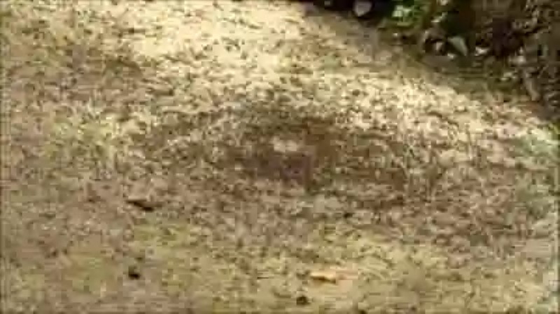 La espiral suicida de las hormigas