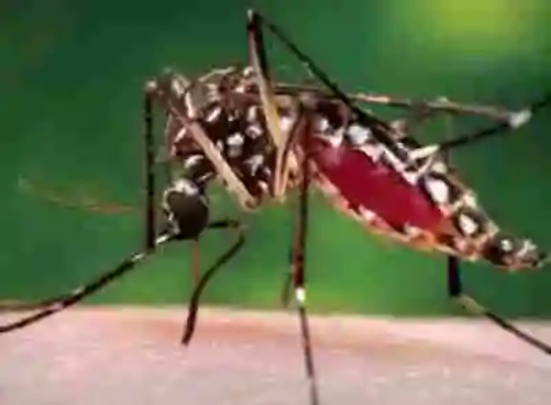 ¿Es el Chikungunya parte de una conspiración?