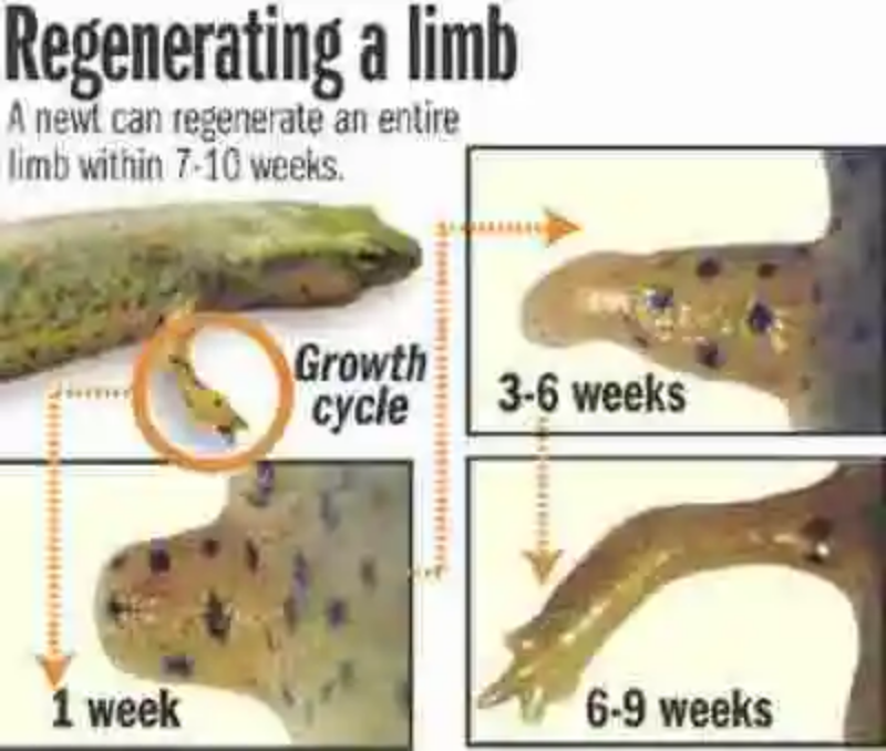 La maravillosa regeneración de las salamandras ¿podría aplicarse en seres humanos?