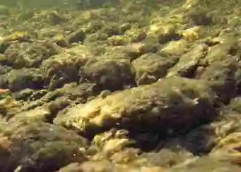 El alga “moco” que está invadiendo todos los cuerpos de agua dulce del mundo