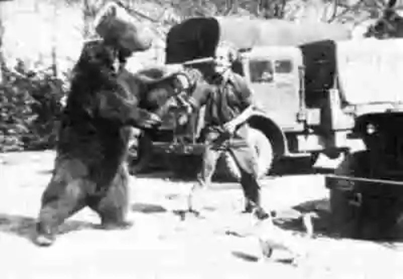 Wojtek, o el oso soldado de Polonia