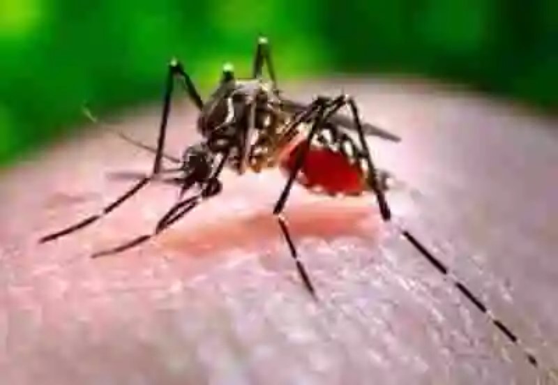 ¿Es la epidemia del Zika una creación humana?