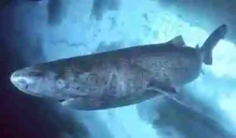Se encuentra un tiburón de 500 años de edad