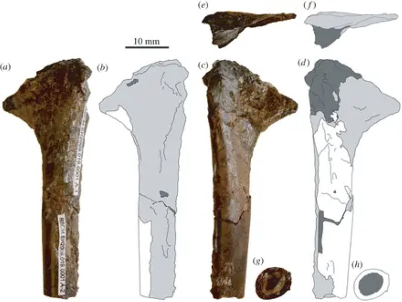 Se encuentra el fósil de un pequeño pterosaurio que habitó con las primeras aves