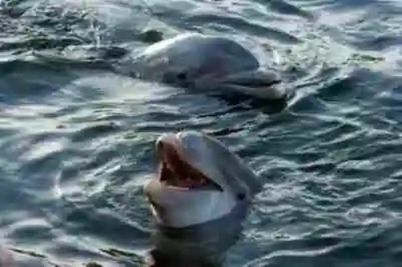 Aparecen nuevas pruebas de que los delfines tienen un lenguaje estructurado