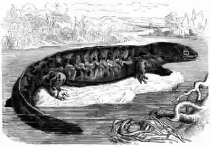 ¿Y si los monstruos de los lagos fuesen salamandras gigantes?