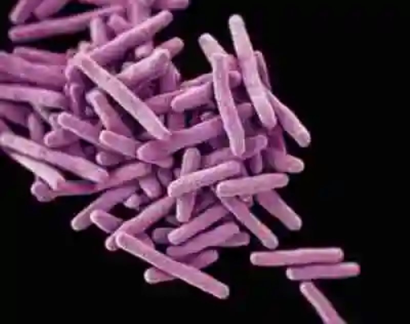 Científicos “desactivan” gen que hace a las bacterias inmunes a los antibióticos