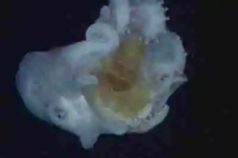 Se encuentra un pulpo “vistiendo” el cadáver de una medusa