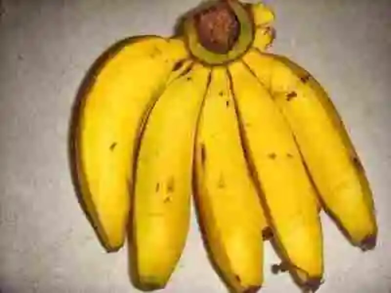 Gros Michel: la historia del banano que desapareció (y de por qué el actual también podría hacerlo)