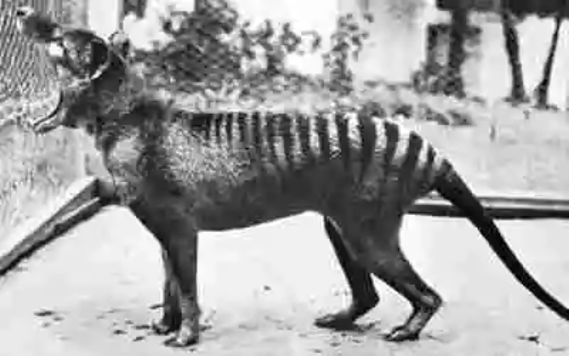 ¿Podría la clonación traer al Tigre de Tasmania de vuelta?