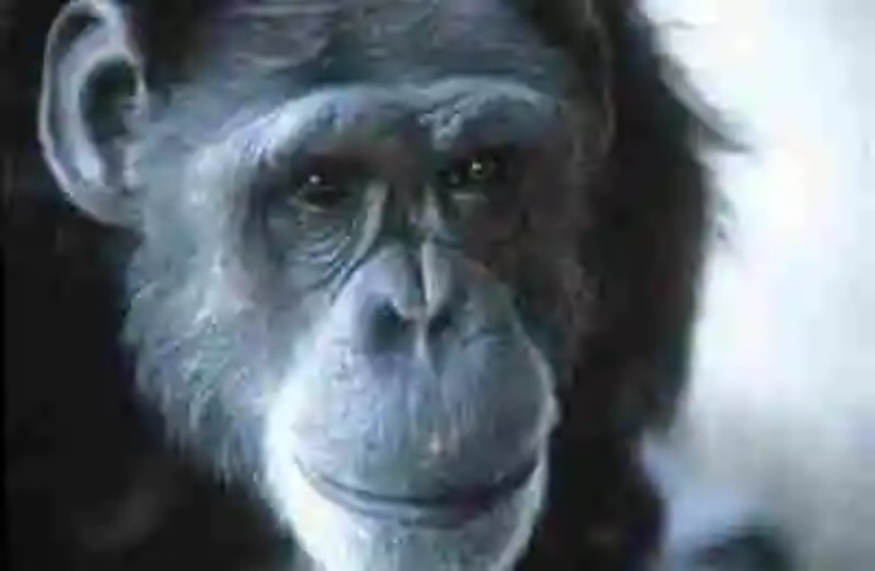 Washoe, la chimpancé que pensaba que era humana