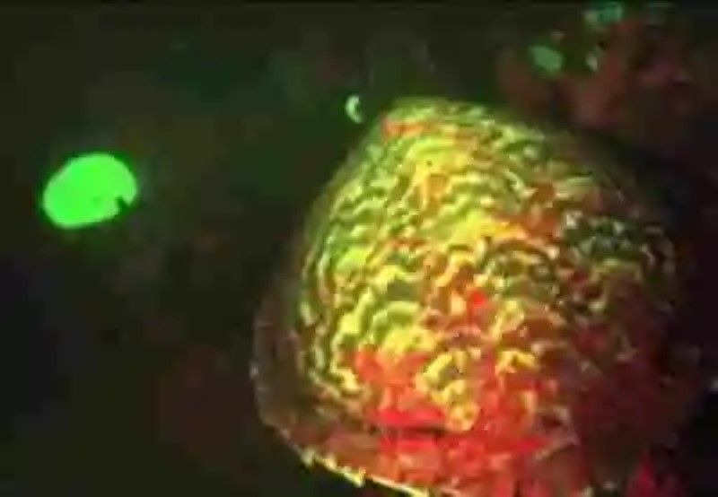 Se descubre la primera tortuga fluorescente
