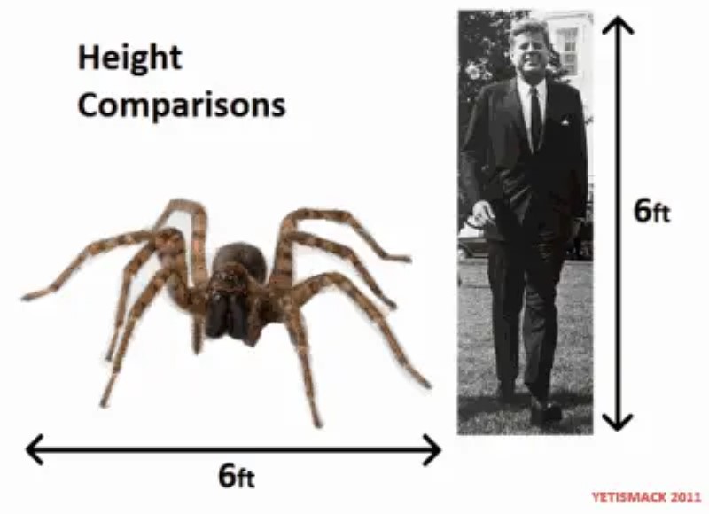 La leyenda de las arañas gigantes del Congo