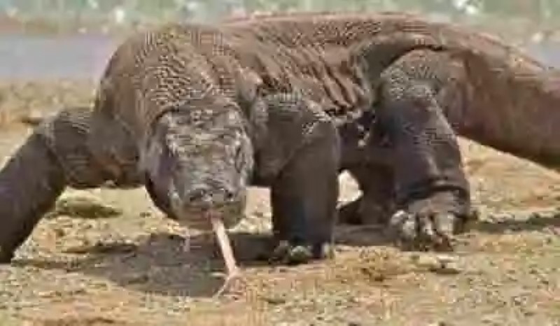 El Monstruo de Komodo: el lagarto más grande del mundo