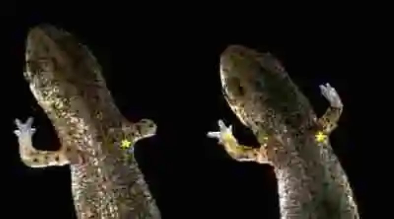 La maravillosa regeneración de las salamandras ¿podría aplicarse en seres humanos?