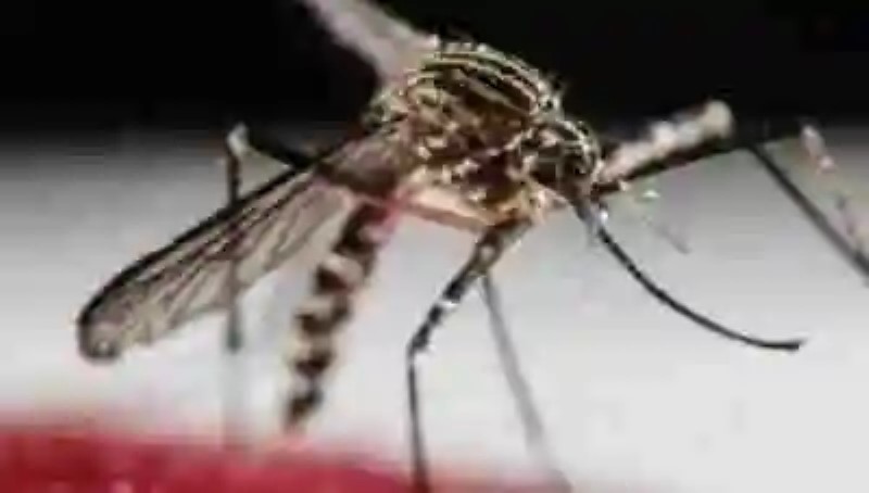 ¿La Microcefalia es culpa del Zika o de Monsanto?